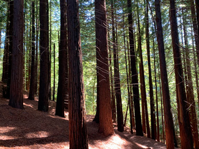 Bosque de Secuoyas de Cabezon de la sal